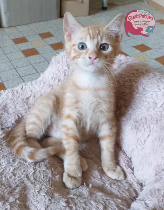 TIC, puppy Mixed Breed for adoption at Assoquatpattes47, quat pattes 47