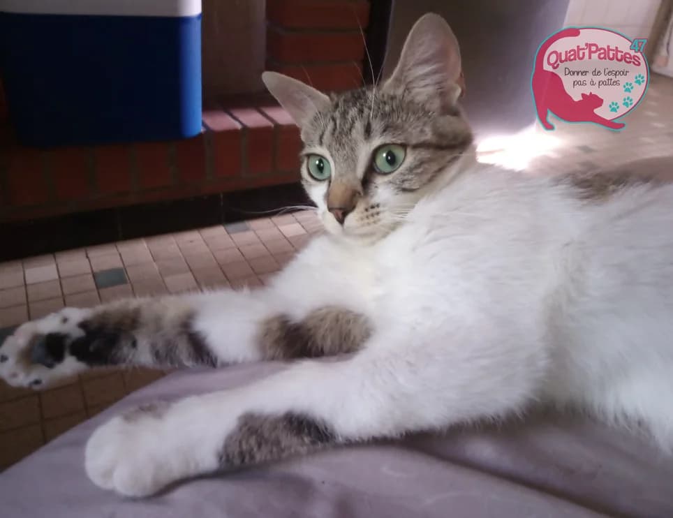 CHANEL, young Mixed Breed for adoption at Assoquatpattes47, quat pattes 47