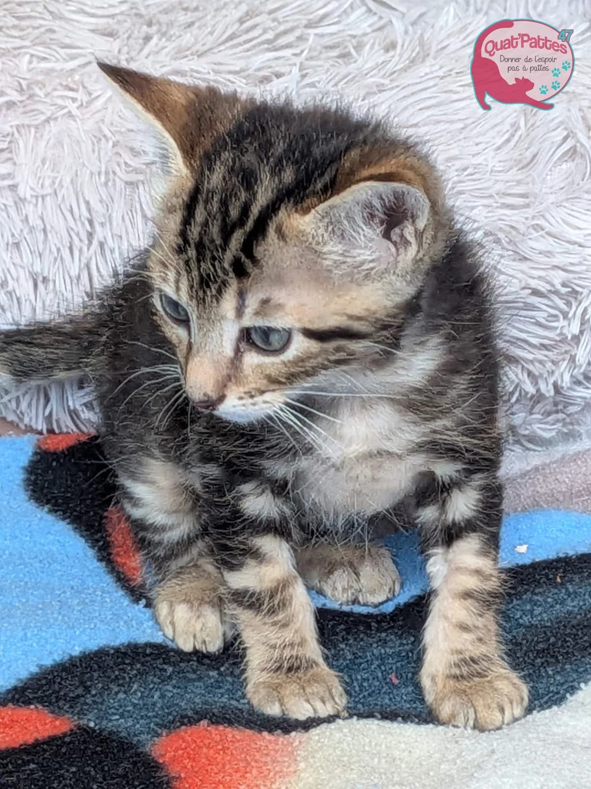 GASTON, puppy Mixed Breed for adoption at Assoquatpattes47, quat pattes 47