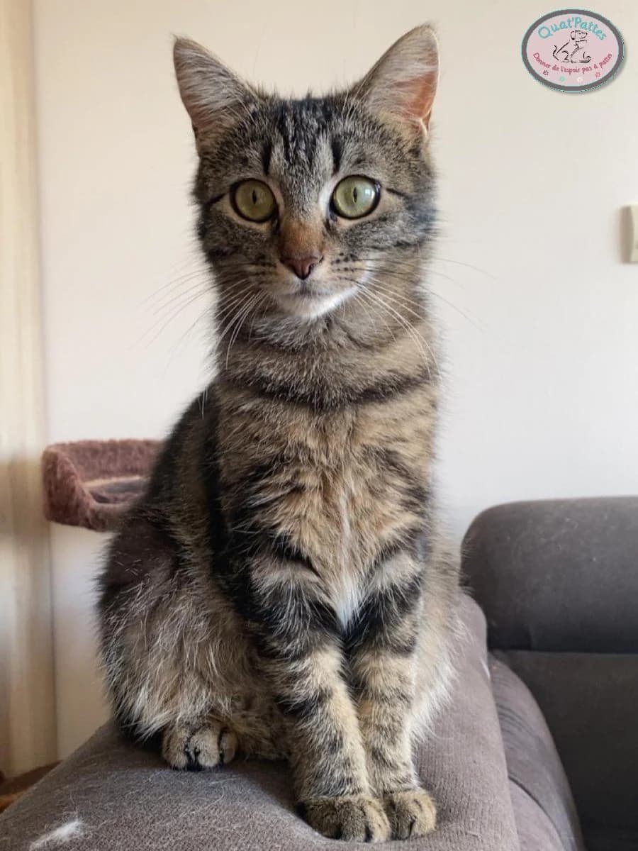 LILOU, young Mixed Breed for adoption at Assoquatpattes47, quat pattes 47
