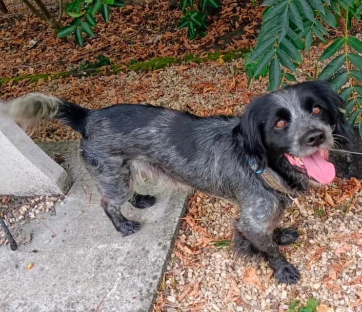 LIVIO, male senior Mixed Breed for adoption at Assoquatpattes47, quat pattes 47