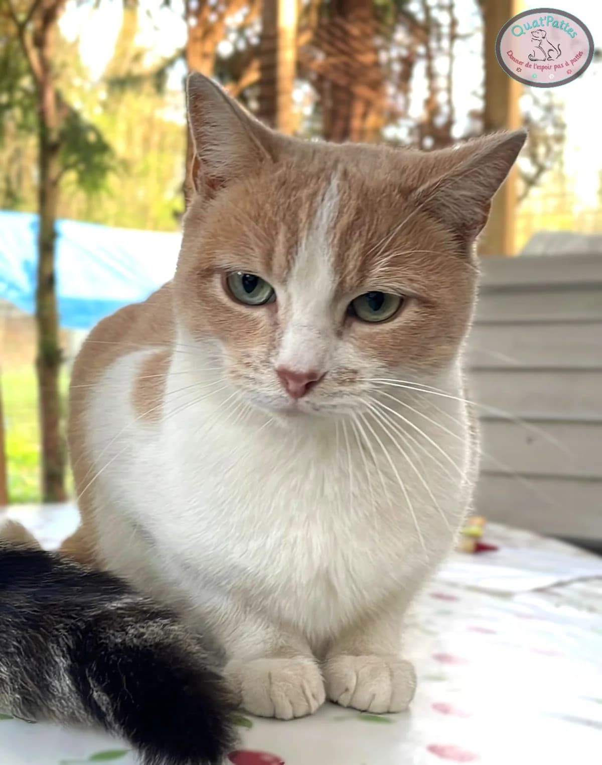 NOUGAT, young Mixed Breed for adoption at Assoquatpattes47, quat pattes 47