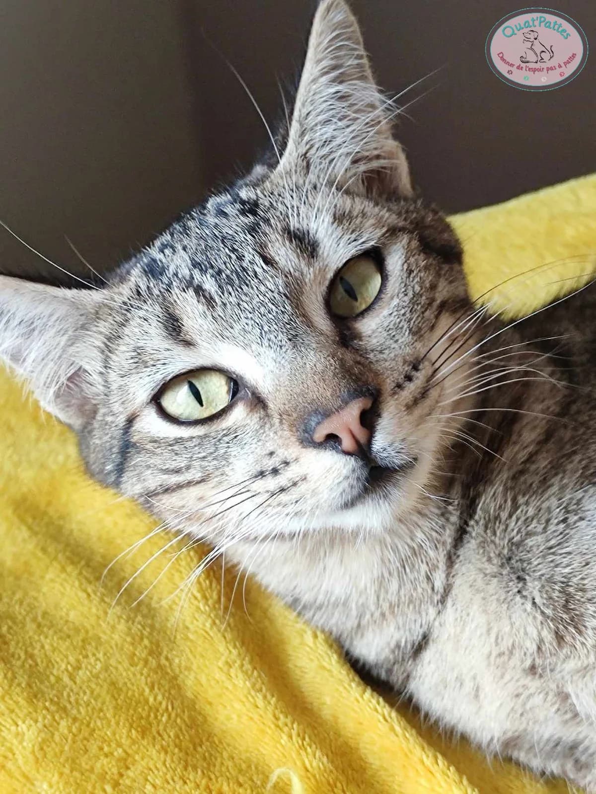 BAGHEERA, 3yo Mixed Breed for adoption at Assoquatpattes47, quat pattes 47