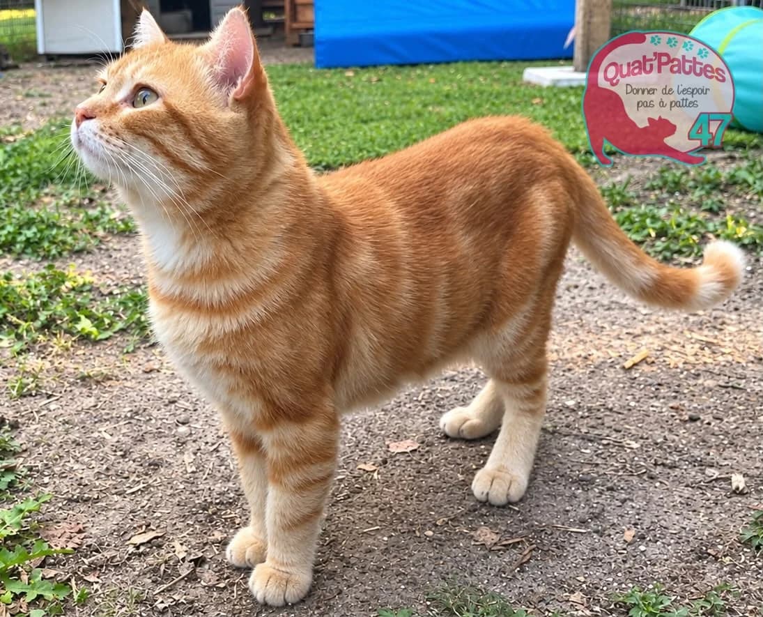 OSCAR, young Mixed Breed for adoption at Assoquatpattes47, quat pattes 47