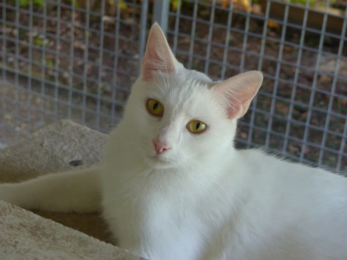 POLOCHON, 3yo Mixed Breed for adoption at Assoquatpattes47, quat pattes 47