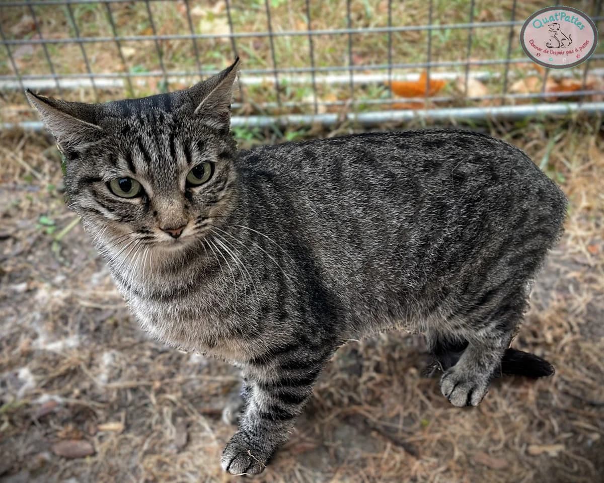 PRUNE, 4yo Mixed Breed for adoption at Assoquatpattes47, quat pattes 47