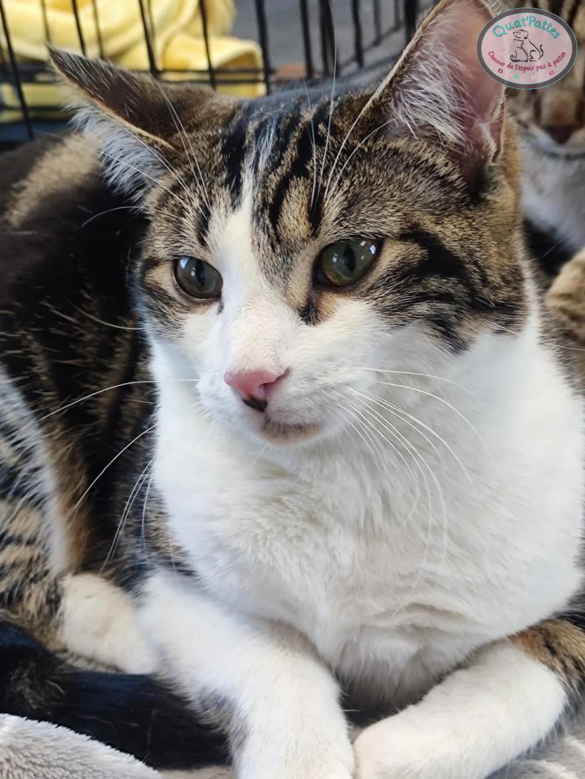 VICTOIRE, young Mixed Breed for adoption at Assoquatpattes47, quat pattes 47