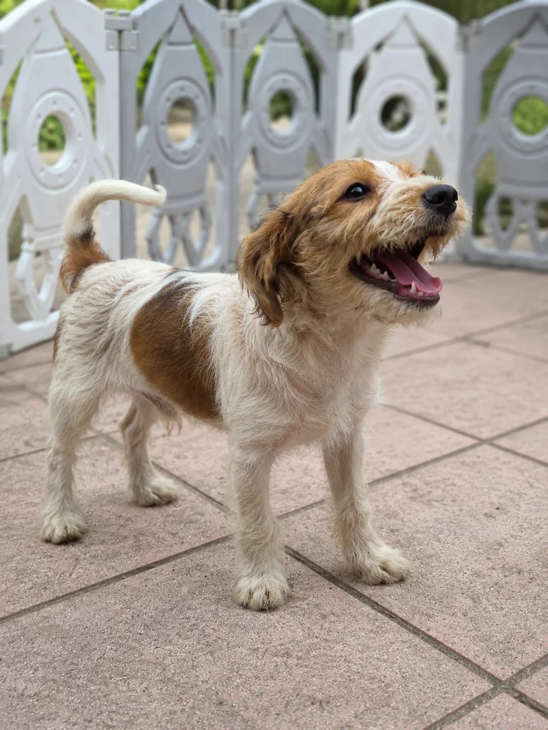 Babar, male puppy Mixed Breed for adoption at Quatre Pattes de Tresse
