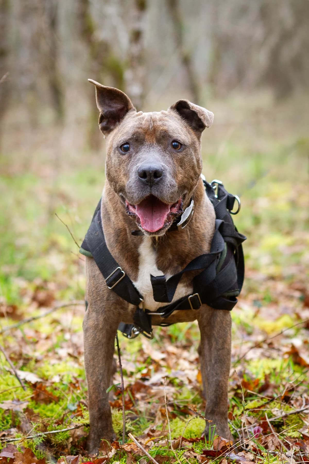 Jasper, male senior Mixed Breed for adoption at Quatre Pattes de Tresse