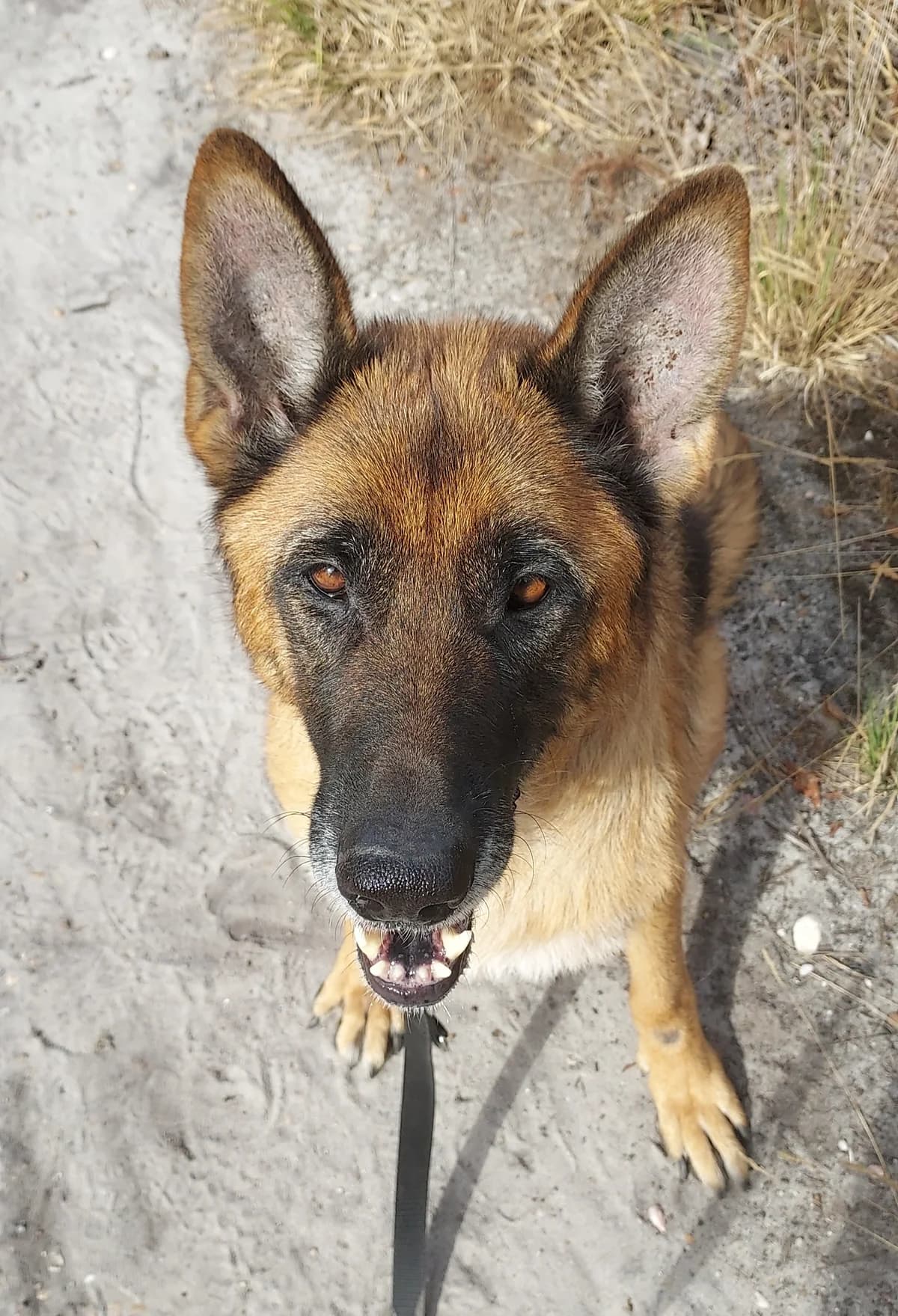 Malika, female senior Mixed Breed for adoption at Quatre Pattes de Tresse