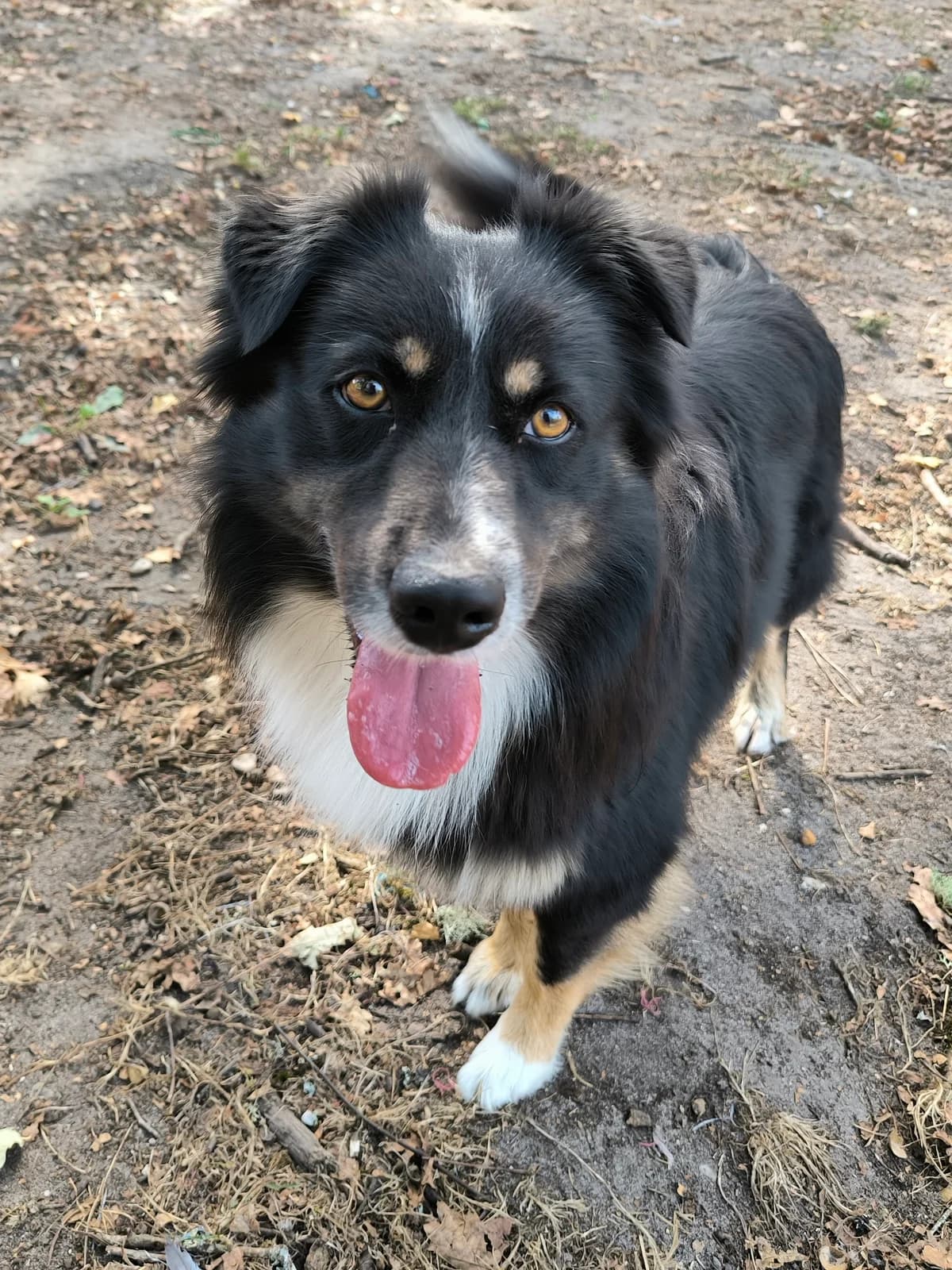 T-One, male 4yo Mixed Breed for adoption at Quatre Pattes de Tresse