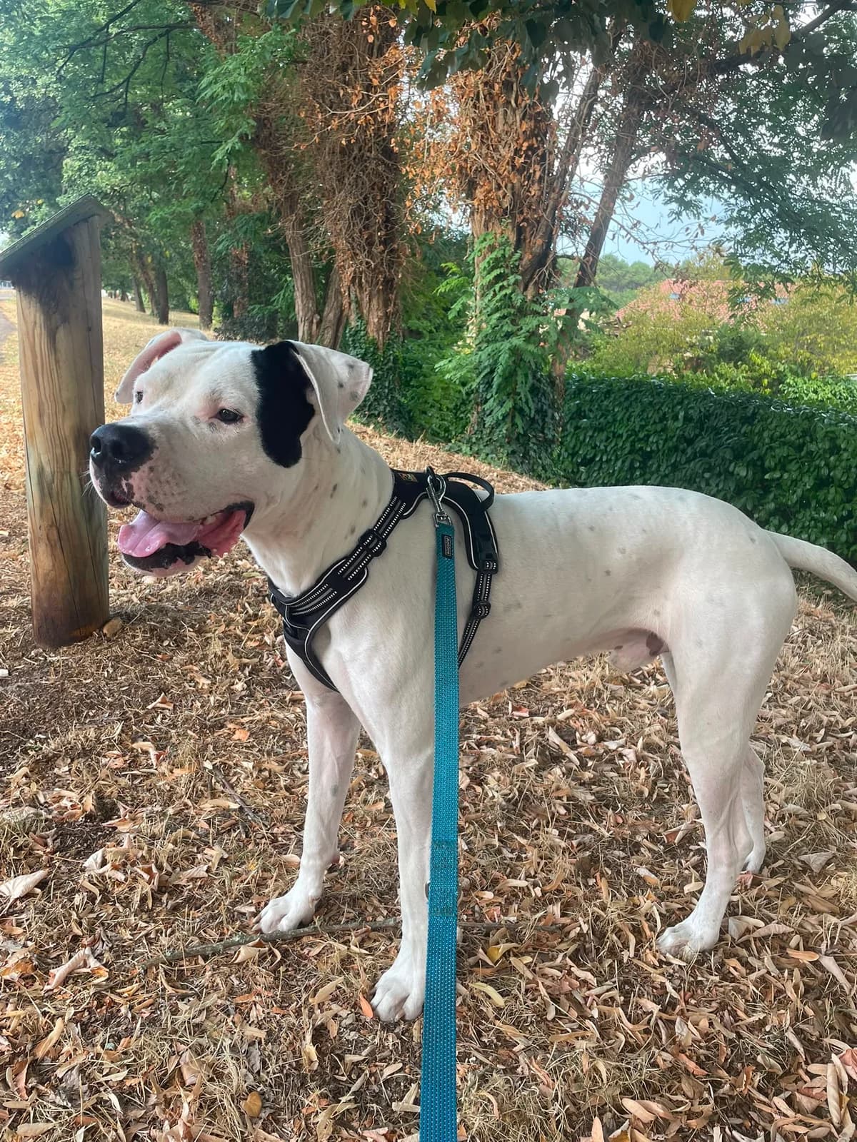 Tawa, male young Mixed Breed for adoption at Quatre Pattes de Tresse