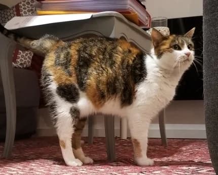 MINETTE, female senior Mixed Breed for adoption at 4 Pattes Sans Toit, quatre pattes sans toit