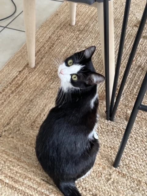 NANOU, female 5yo Mixed Breed for adoption at 4 Pattes Sans Toit, quatre pattes sans toit