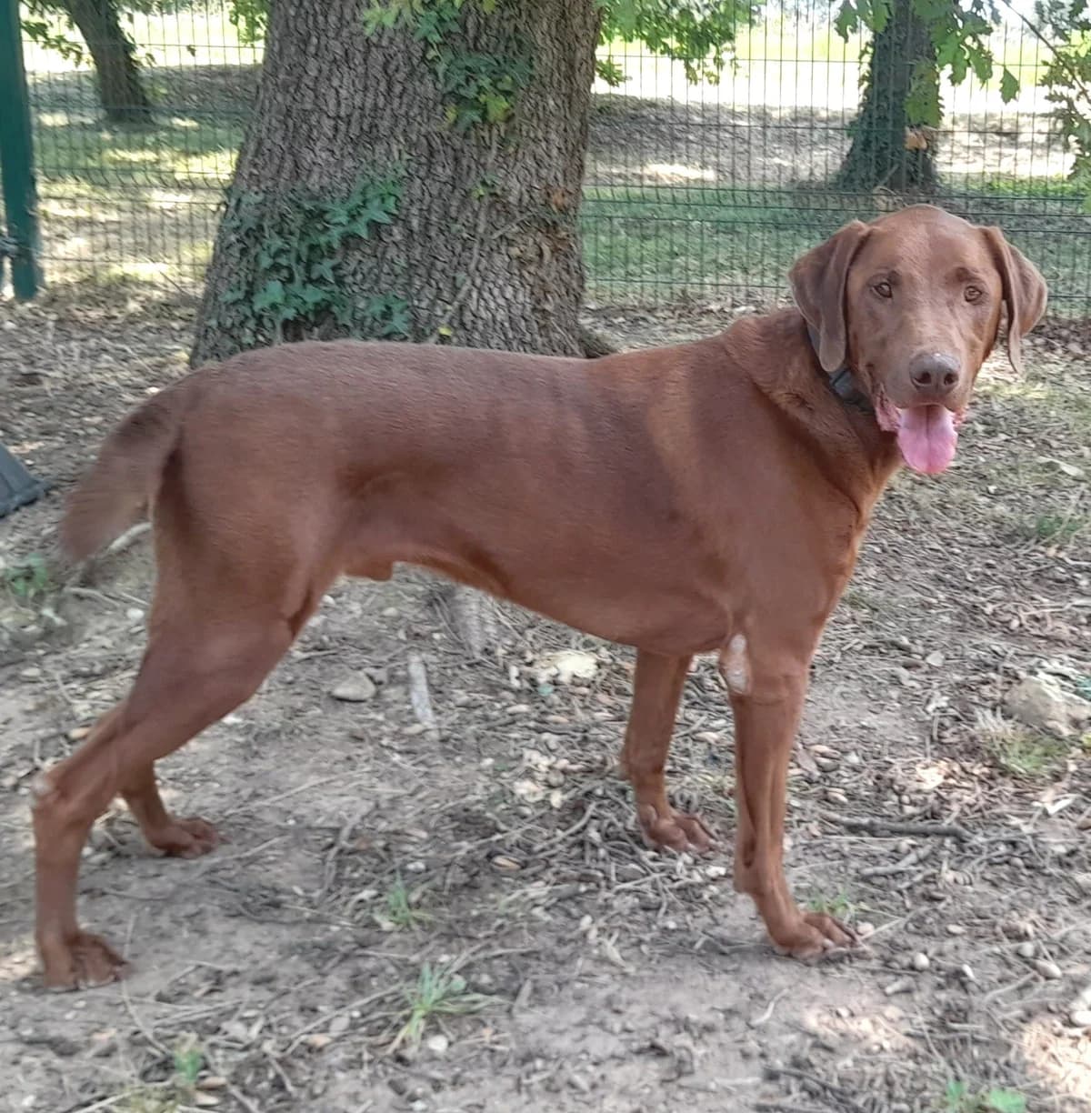 PATCH – Adoption S.O.S, male 7yo Mixed Breed for adoption at 4 Pattes Sans Toit, quatre pattes sans toit