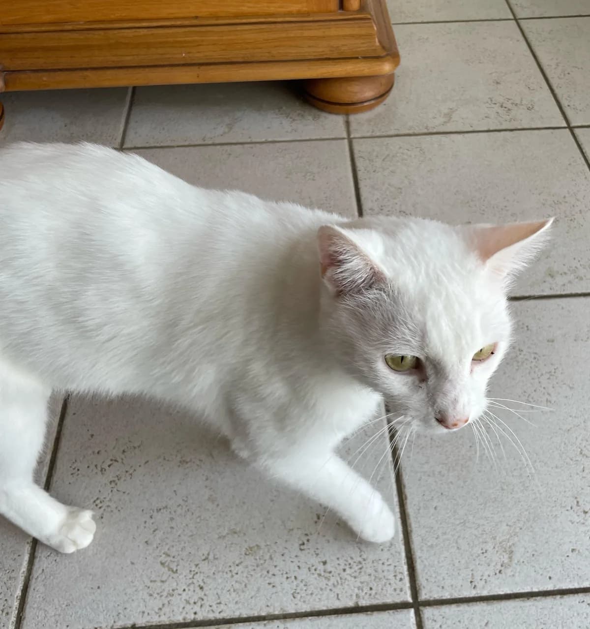 BLANCHETTE, male 3yo Mixed Breed for adoption at 4 Pattes Sans Toit, quatre pattes sans toit