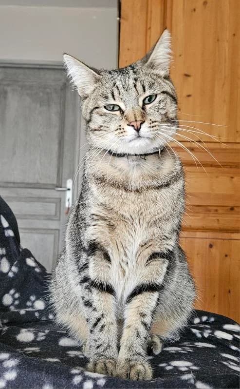 ANGEL, male young Mixed Breed for adoption at 4 Pattes Sans Toit, quatre pattes sans toit