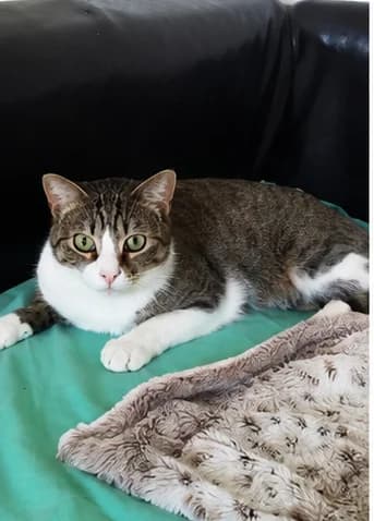 GRISOUILLE, male 6yo Mixed Breed for adoption at 4 Pattes Sans Toit, quatre pattes sans toit