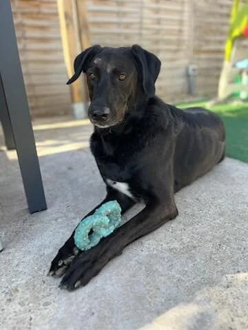 MAÏKO, male 7yo Mixed Breed for adoption at 4 Pattes Sans Toit, quatre pattes sans toit