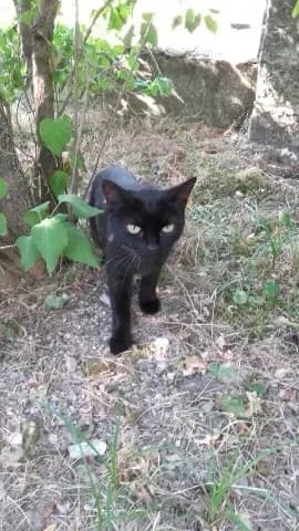 FIFI, female senior Mixed Breed for adoption at 4 Pattes Sans Toit, quatre pattes sans toit