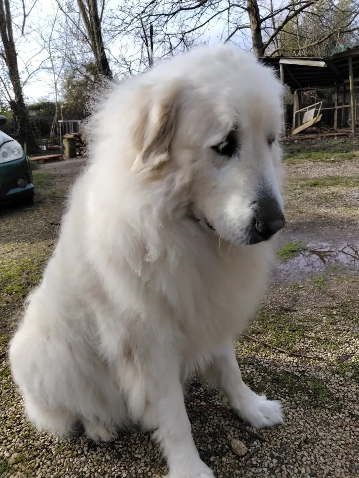 PILOU, male 6yo Mixed Breed for adoption at 4 Pattes Sans Toit, quatre pattes sans toit