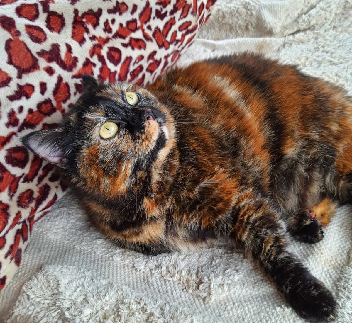 PUNKIE, female 4yo Mixed Breed for adoption at 4 Pattes Sans Toit, quatre pattes sans toit
