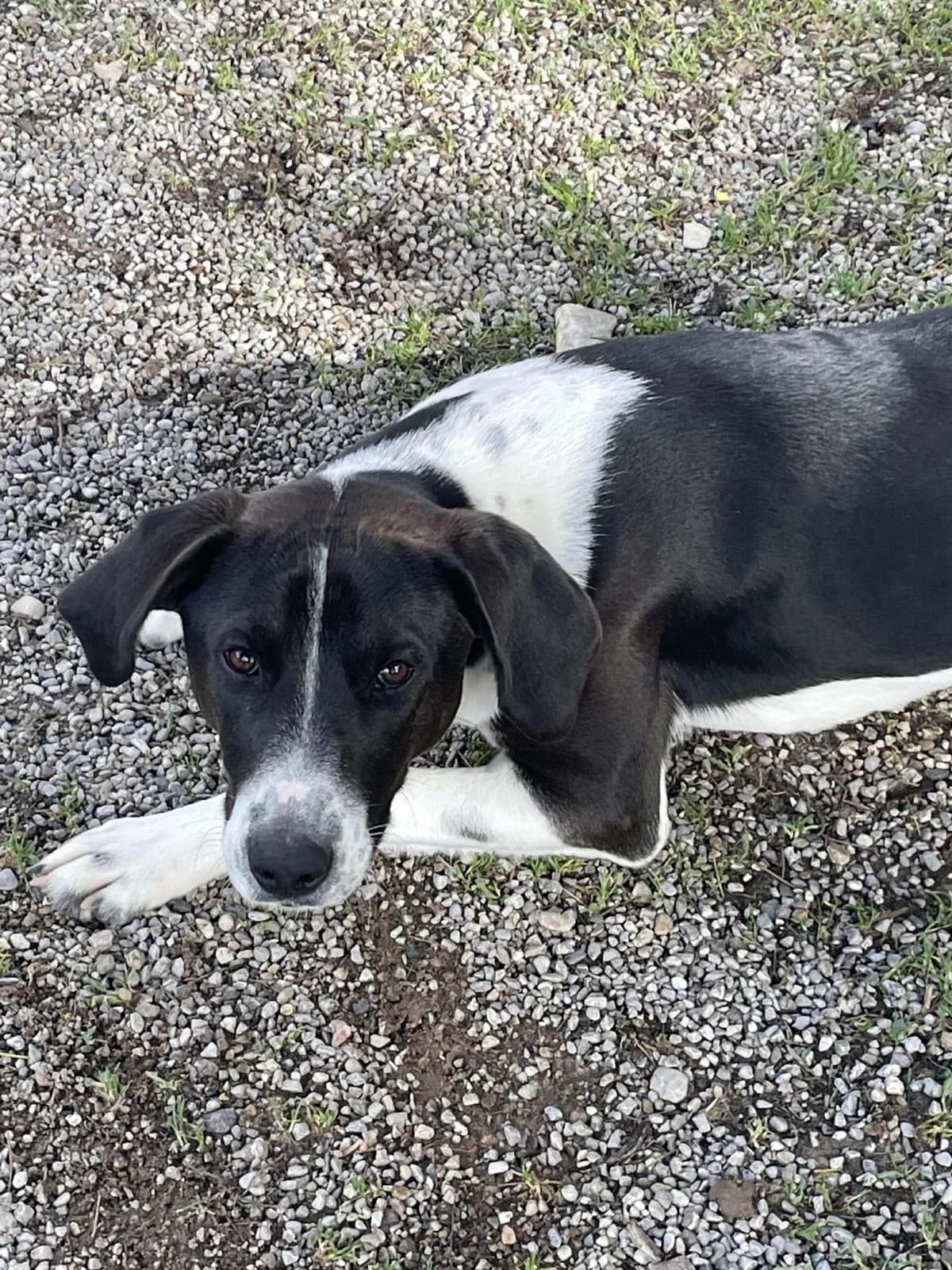 AÏKO, male young Mixed Breed for adoption at 4 Pattes Sans Toit, quatre pattes sans toit