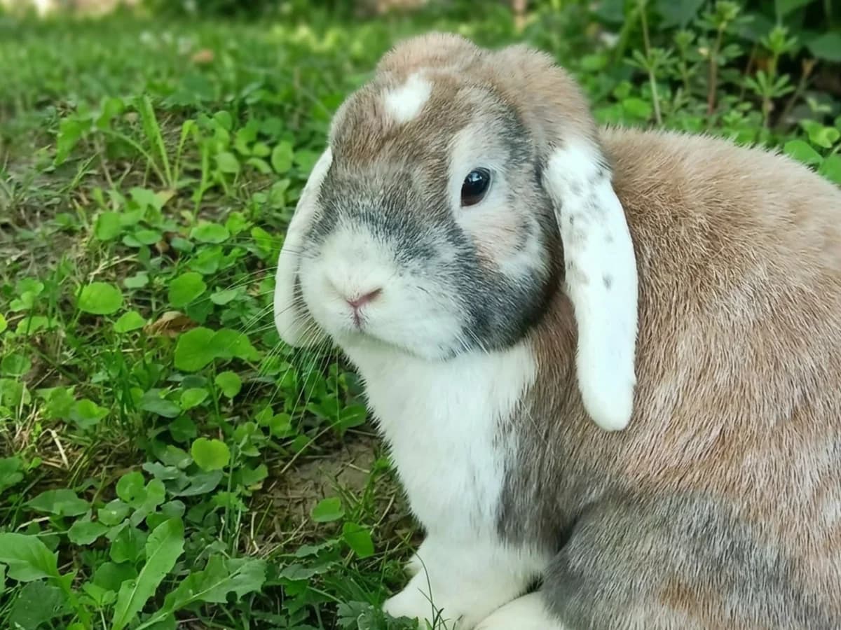 Eustache et Pinou, female 7yo Mixed Breed for adoption at 4 Pattes Sans Toit, quatre pattes sans toit