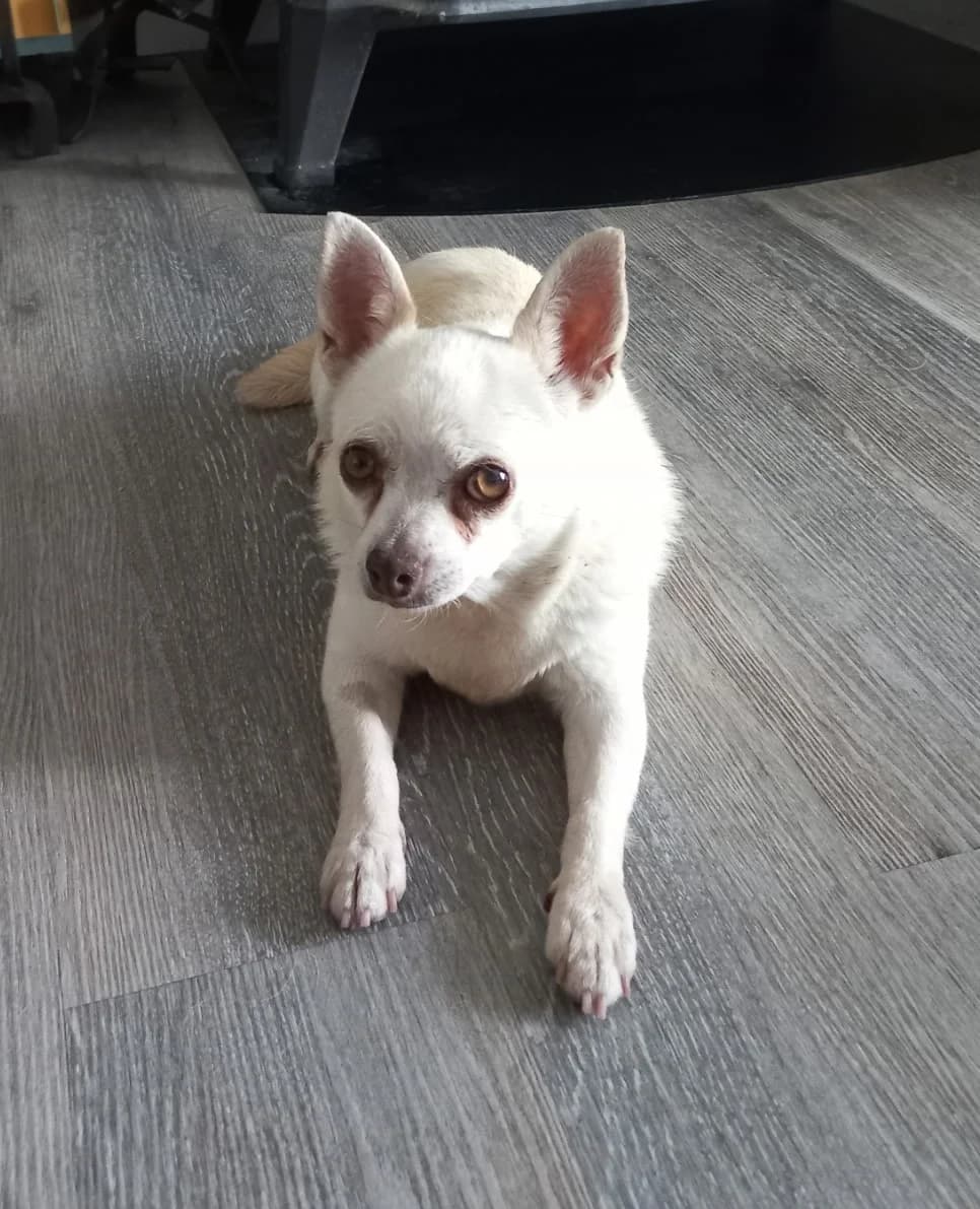 PERLE, female 7yo Mixed Breed for adoption at 4 Pattes Sans Toit, quatre pattes sans toit