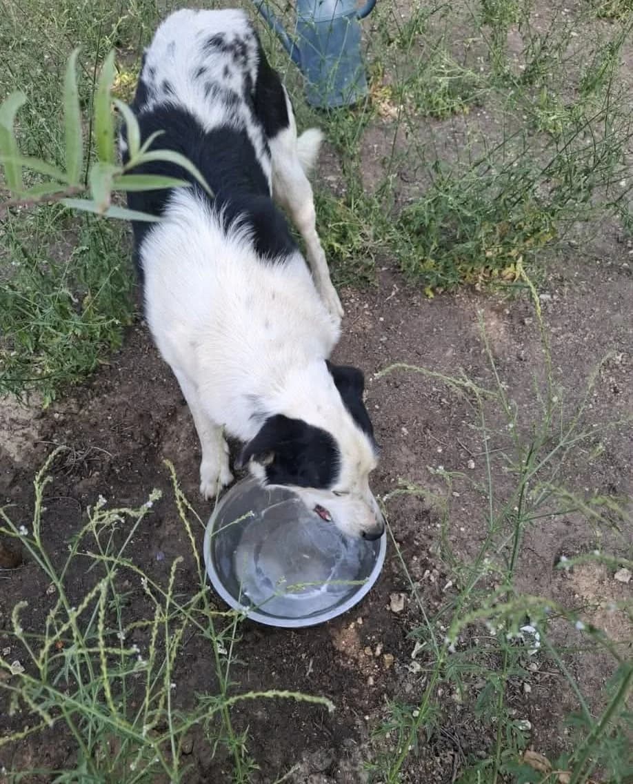 HYSOPE, male 6yo Mixed Breed for adoption at 4 Pattes Sans Toit, quatre pattes sans toit