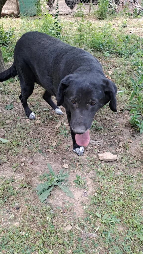 RAMAYA, female senior Mixed Breed for adoption at 4 Pattes Sans Toit, quatre pattes sans toit