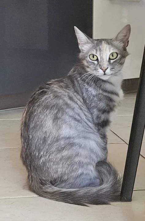 PERLE, female 3yo Mixed Breed for adoption at 4 Pattes Sans Toit, quatre pattes sans toit