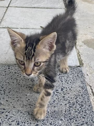 BIBOU, male puppy Mixed Breed for adoption at 4 Pattes Sans Toit, quatre pattes sans toit