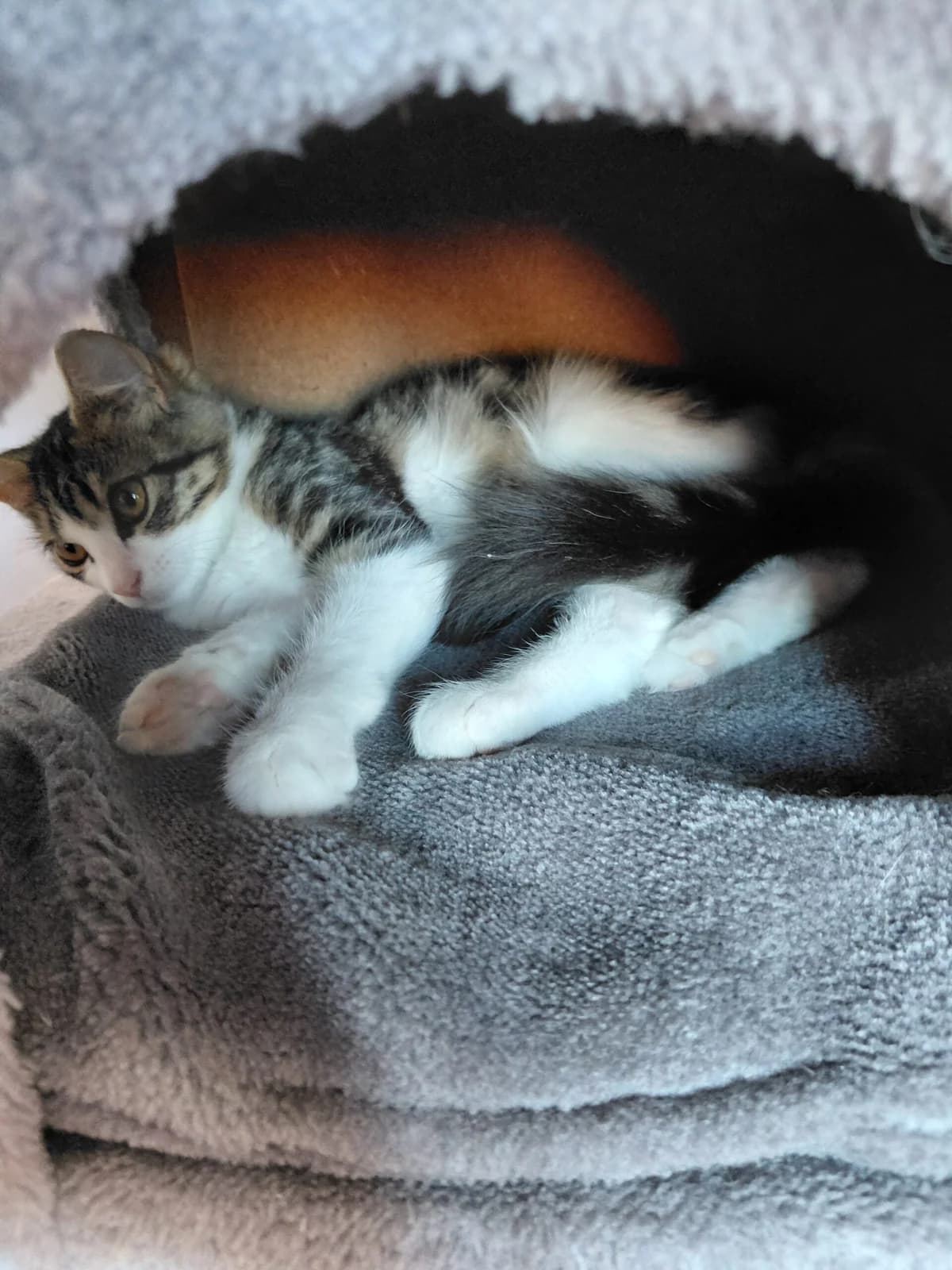 Choupa, female puppy Mixed Breed for adoption at 4 Pattes Sans Toit, quatre pattes sans toit