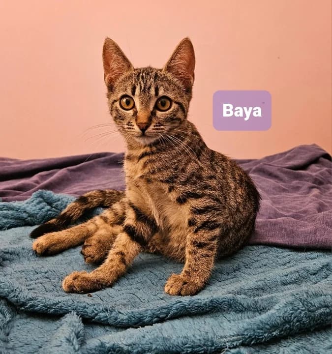 BAYA, female puppy Mixed Breed for adoption at 4 Pattes Sans Toit, quatre pattes sans toit