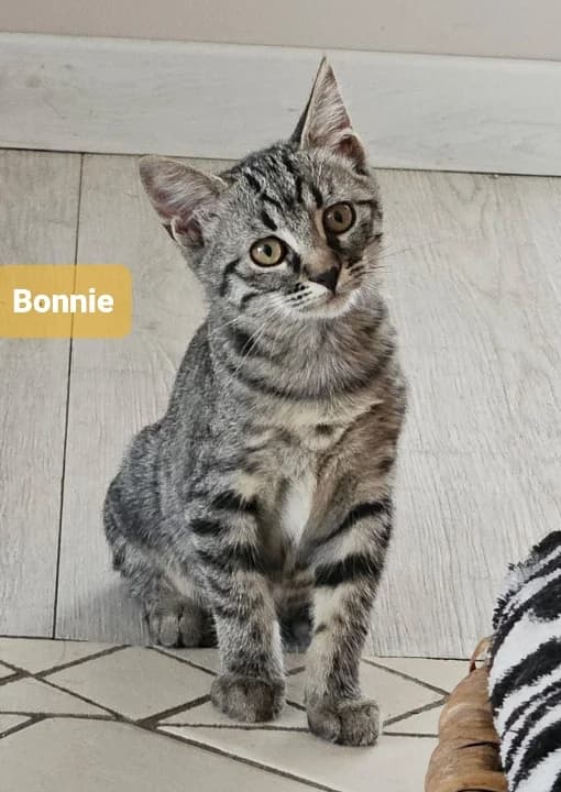 BONNIE, female puppy Mixed Breed for adoption at 4 Pattes Sans Toit, quatre pattes sans toit