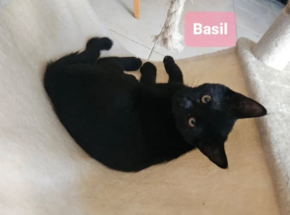 BASILE, female puppy Mixed Breed for adoption at 4 Pattes Sans Toit, quatre pattes sans toit