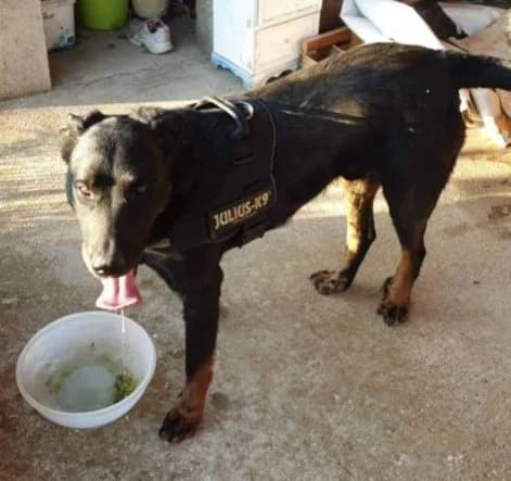 LEKSO, male senior Mixed Breed for adoption at 4 Pattes Sans Toit, quatre pattes sans toit