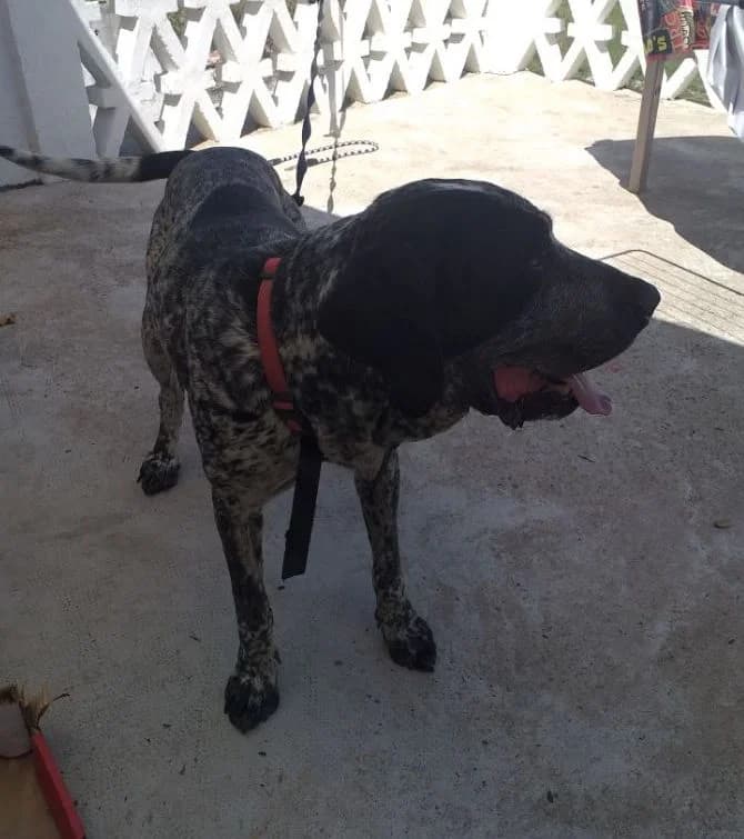 LARGO, male senior Mixed Breed for adoption at 4 Pattes Sans Toit, quatre pattes sans toit