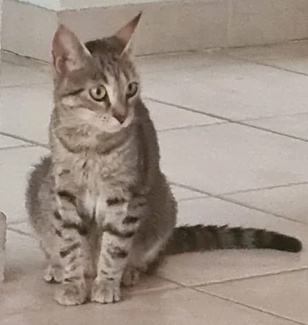 PLUME, female senior Mixed Breed for adoption at 4 Pattes Sans Toit, quatre pattes sans toit