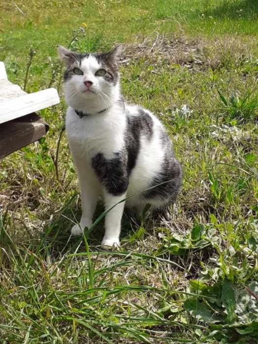 PIRATE, male Mixed Breed for adoption at 4 Pattes Sans Toit, quatre pattes sans toit