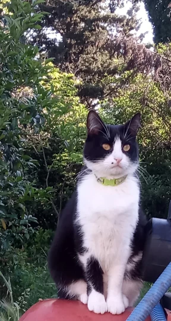COSMOS, male Mixed Breed for adoption at 4 Pattes Sans Toit, quatre pattes sans toit