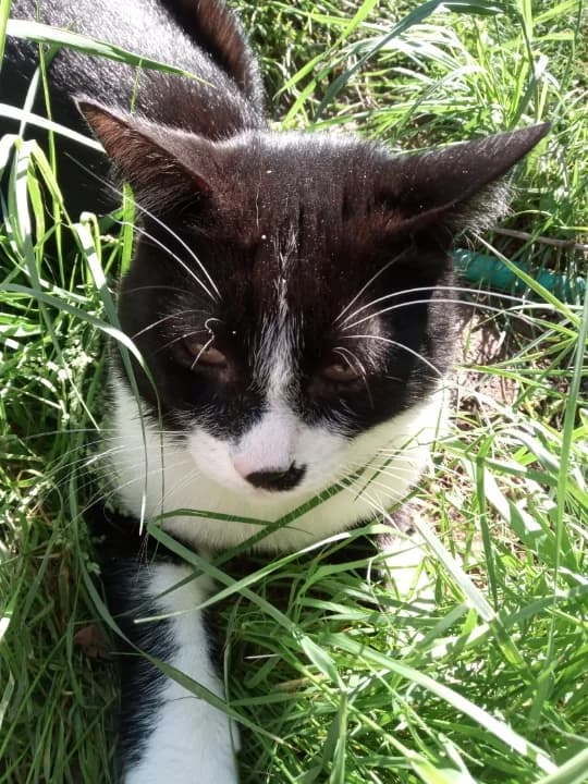 CHARLIE, male 3yo Mixed Breed for adoption at 4 Pattes Sans Toit, quatre pattes sans toit