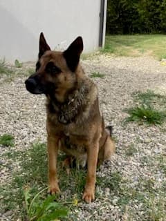 NEO, male senior Mixed Breed for adoption at 4 Pattes Sans Toit, quatre pattes sans toit