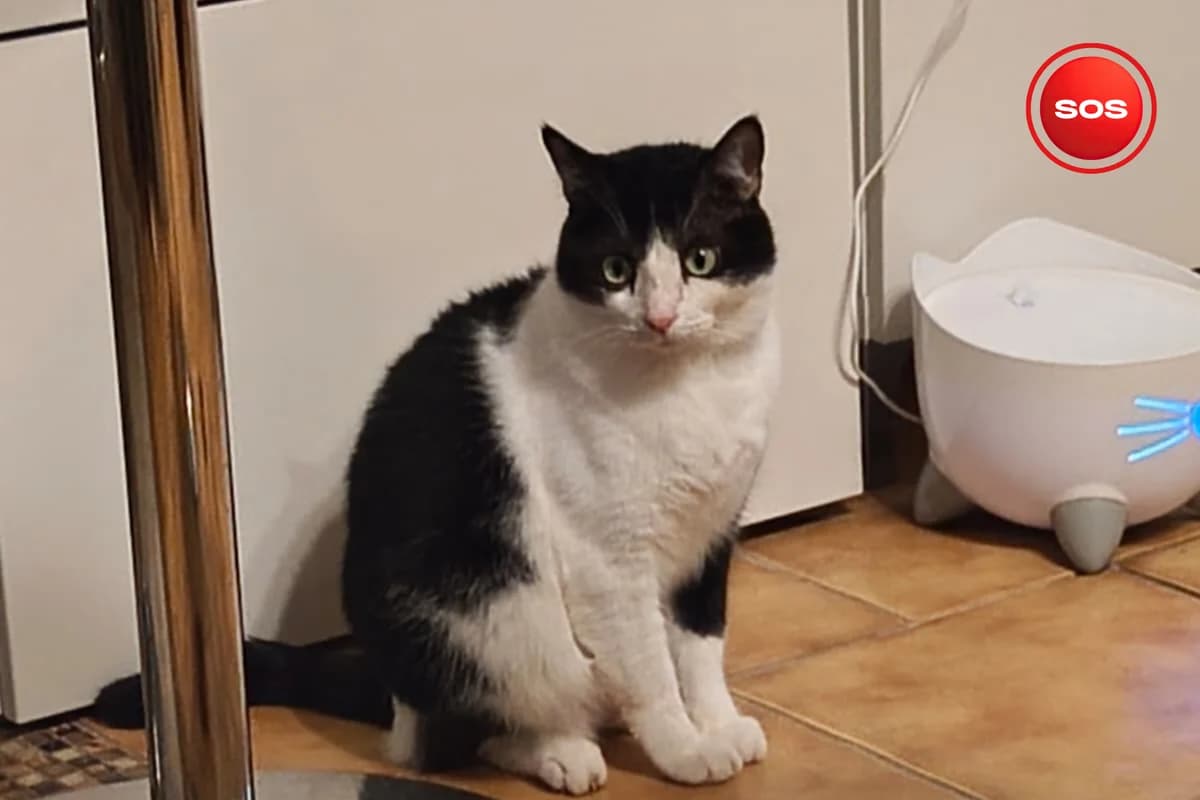 Nout SOS, male European Shorthair for adoption at Association Quatre Pattes, Un Toit, Saint-Sauveur