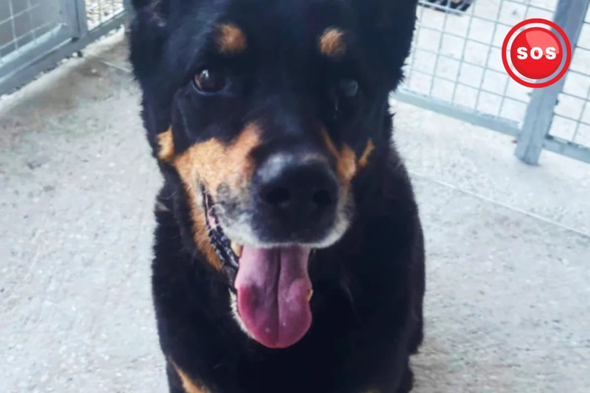 Daisy SOS, female senior mixed breed for adoption at Association Quatre Pattes, Un Toit, Saint-Sauveur