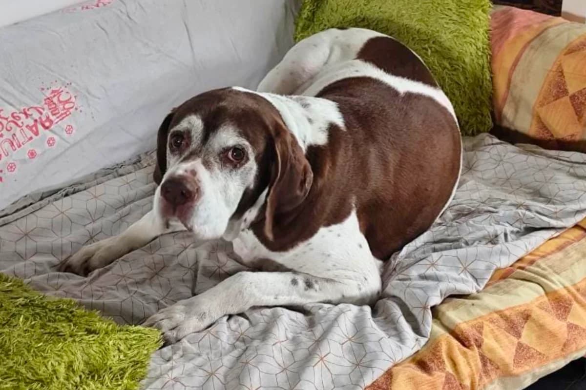 Gun SOS, male Pointer for adoption at Association Quatre Pattes, Un Toit, Saint-Sauveur