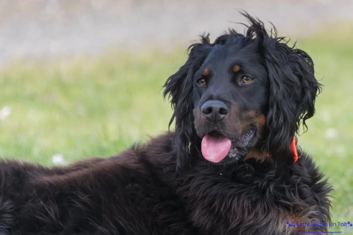 Narko, young Mixed Breed for adoption at Association Quatre Pattes, Un Toit, Saint-Sauveur