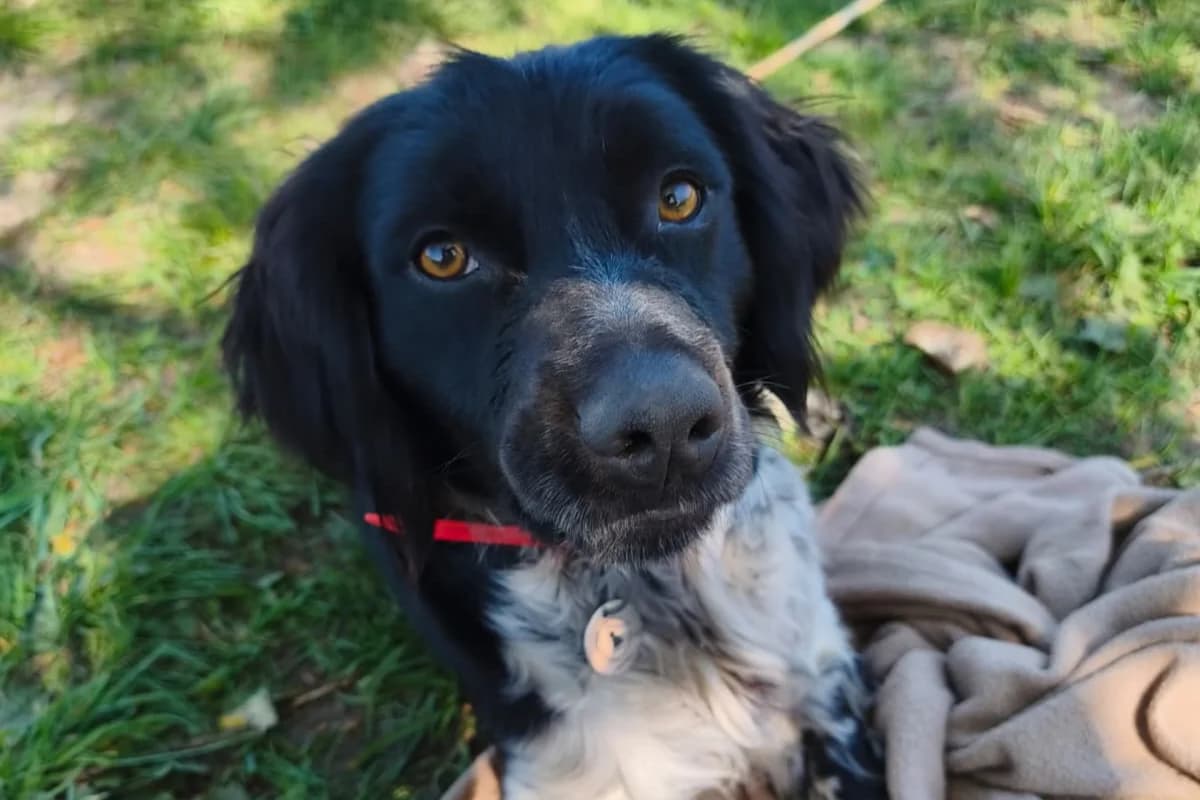 Loustic, male 4yo Brittany Spaniel for adoption at Association Quatre Pattes, Un Toit, Saint-Sauveur