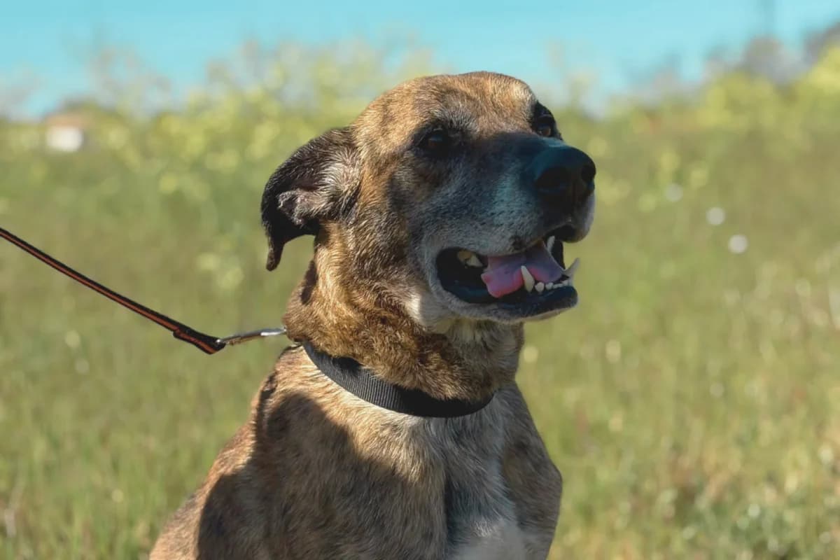 Hermes, senior Mixed Breed for adoption at Association Quatre Pattes, Un Toit, Saint-Sauveur